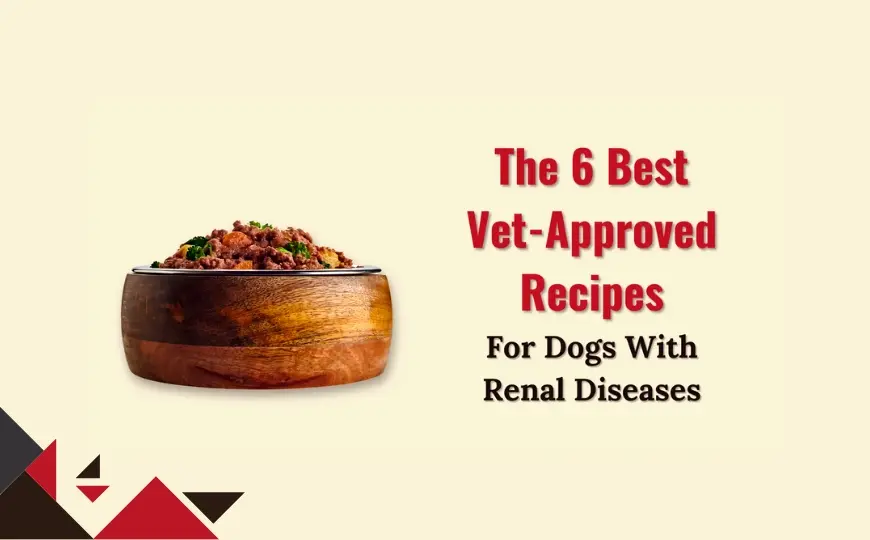 6 vet approved homemade dog food recipes for kidney disease